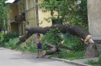 Клен из опасного превратился в смертельно опасный