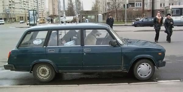 собачки