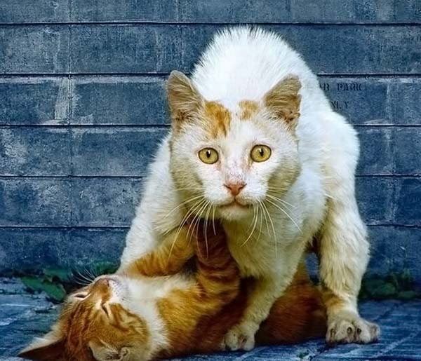 кошки