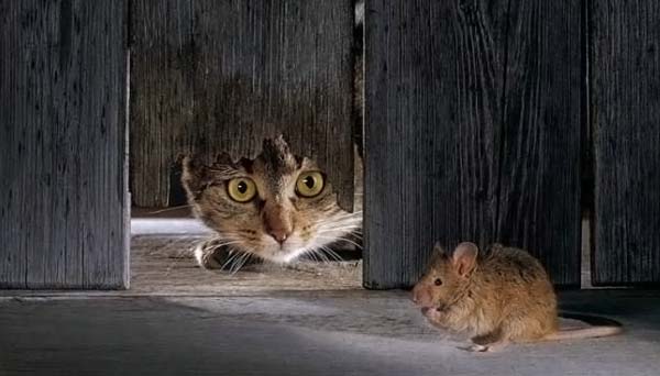 кошки-мышки