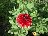 Сирёгин георген)))): красивый очень))))мну нравица)))) Сирёгин георген)))): красивый очень))))мну нравица))))