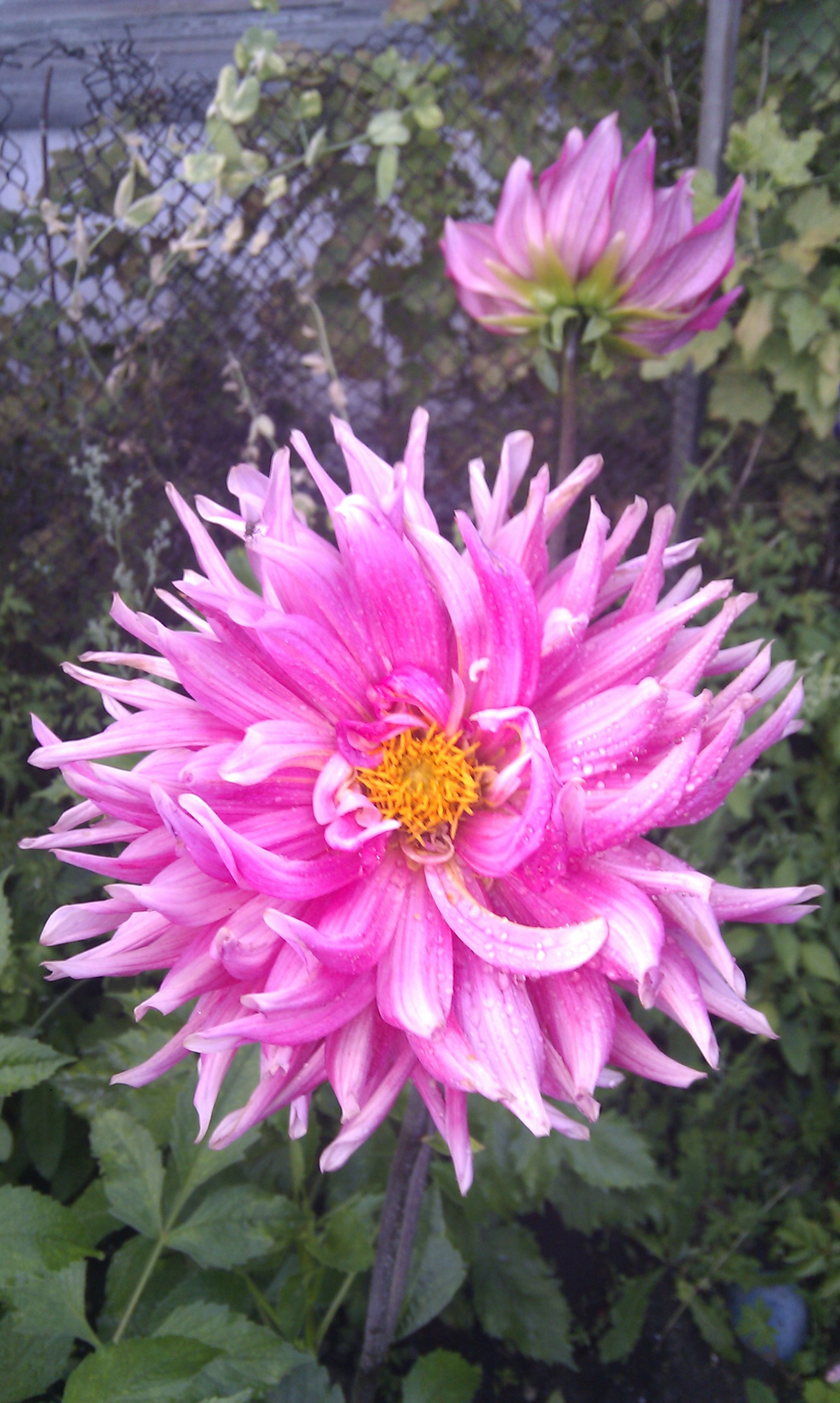 Георгеныч)))))