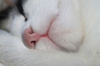 Розовый нос