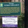 глухарь глухарь