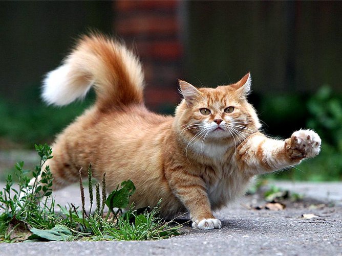 Гимнастика с утра