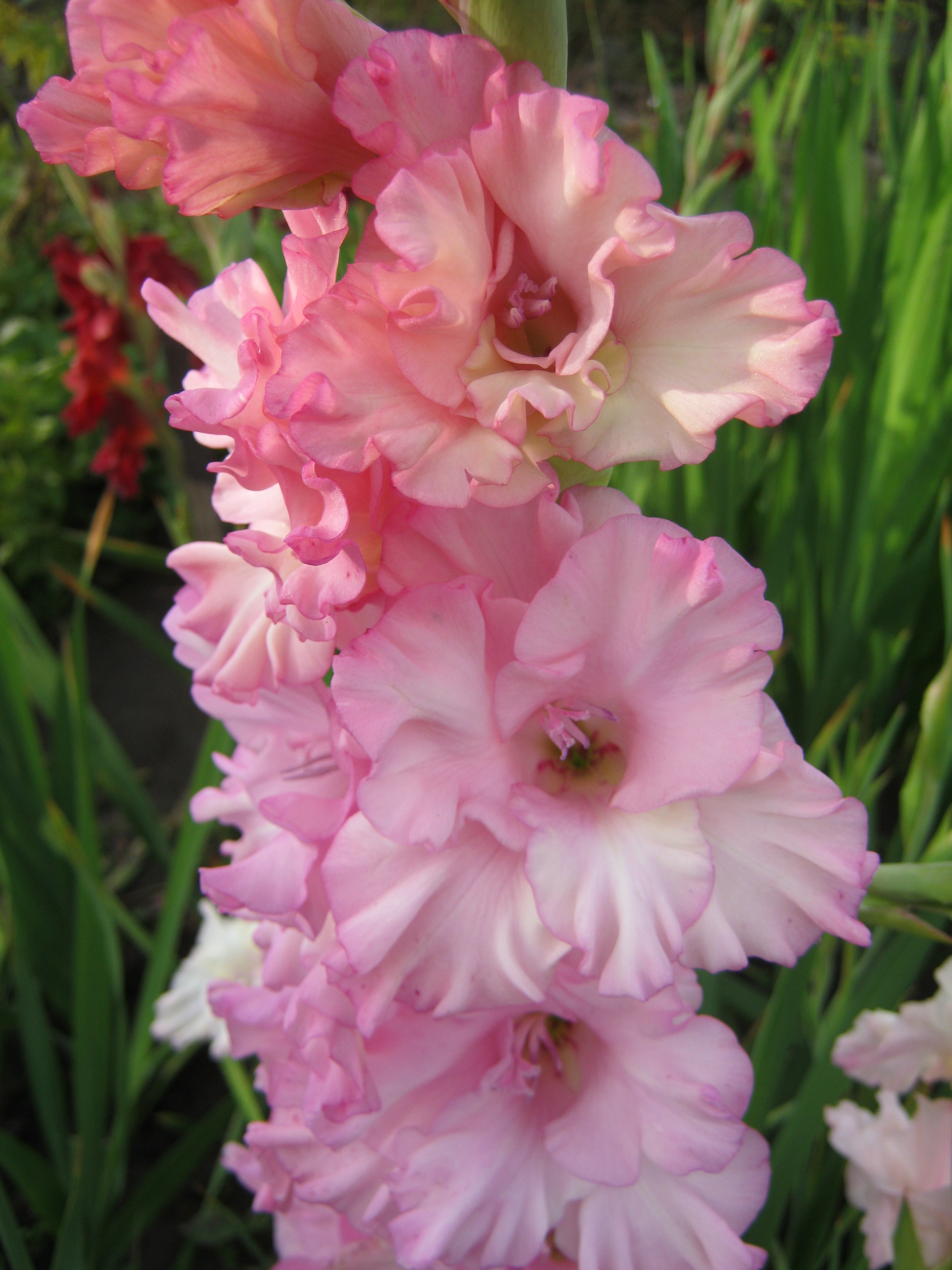 Гладиволус красивенький