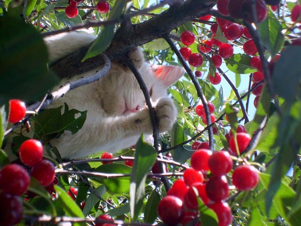 Гнездуется...