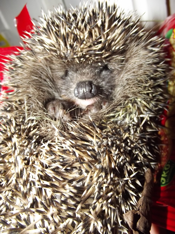 Вчера заходили гости