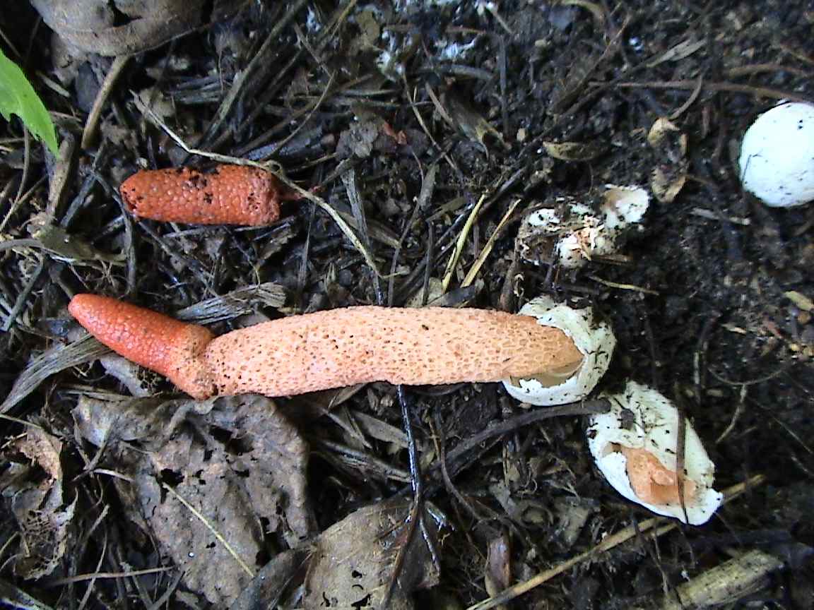 мутанты наступают