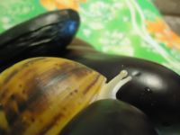 Хэппа -танк