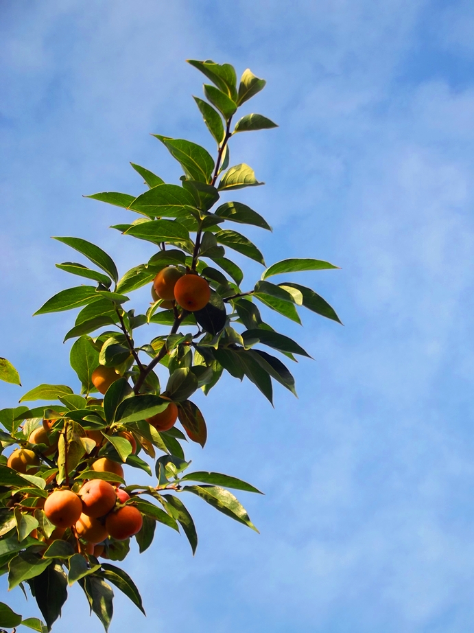 Этой осенью я стала любить Хурму