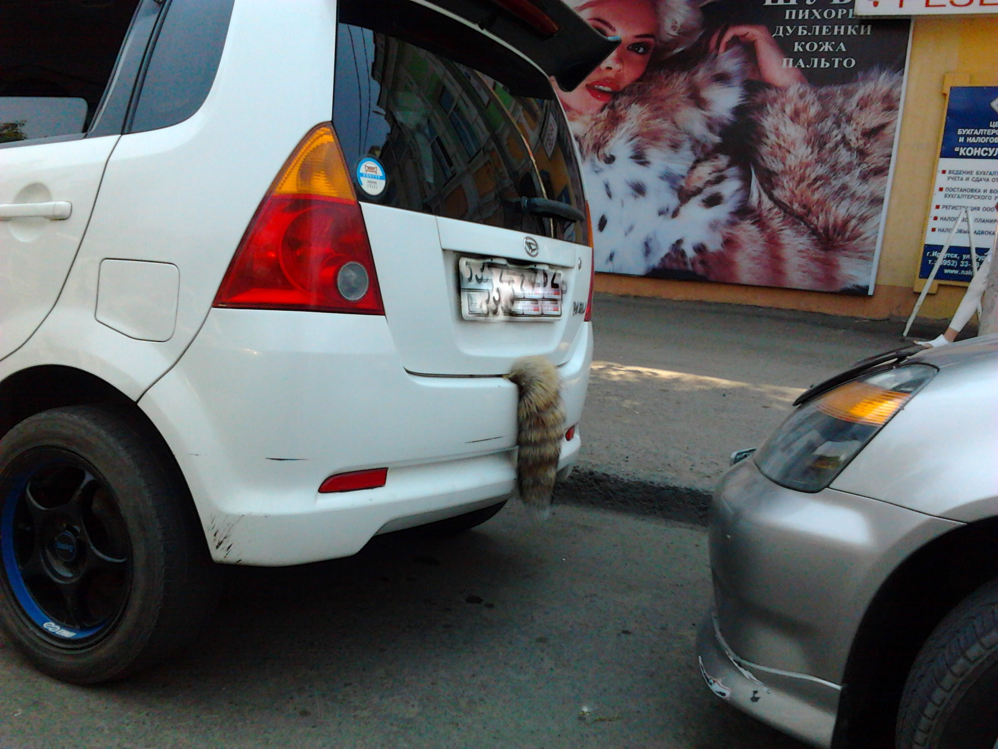 Придавили котейку