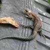 ящирка гладкая и круглая, коия зашла в гости на агарод Издевателя