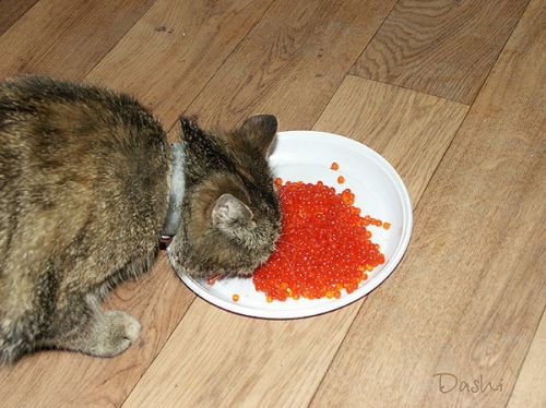 котовый обед