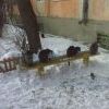Кошачье заседание