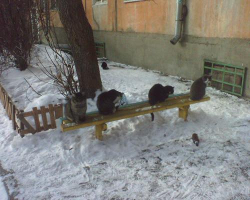 Кошачье заседание