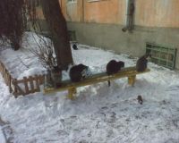 Кошачье заседание