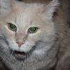 кошачий базар кошачий базар