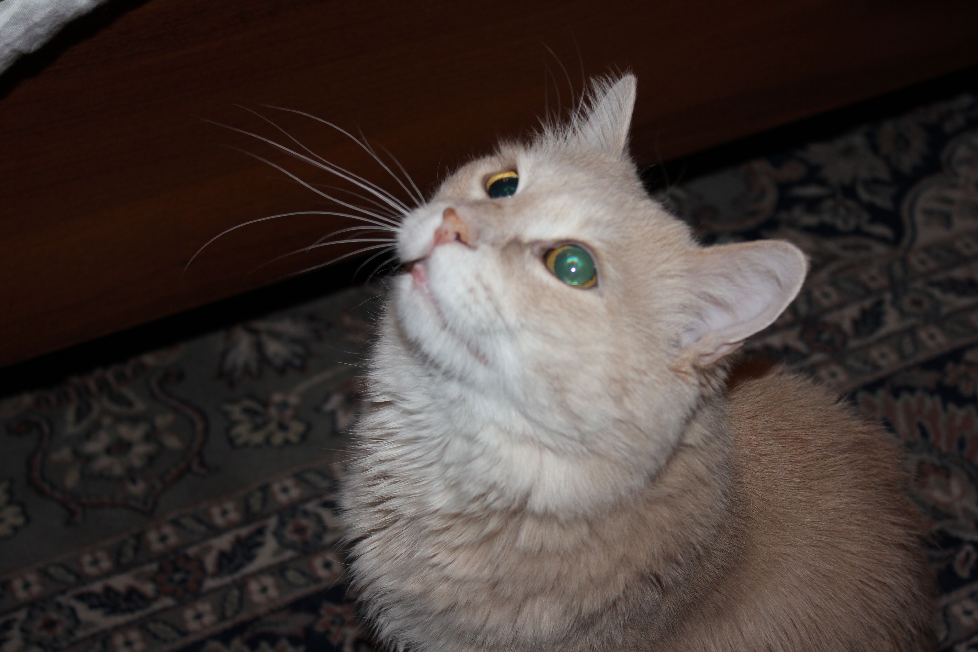 попрошайка