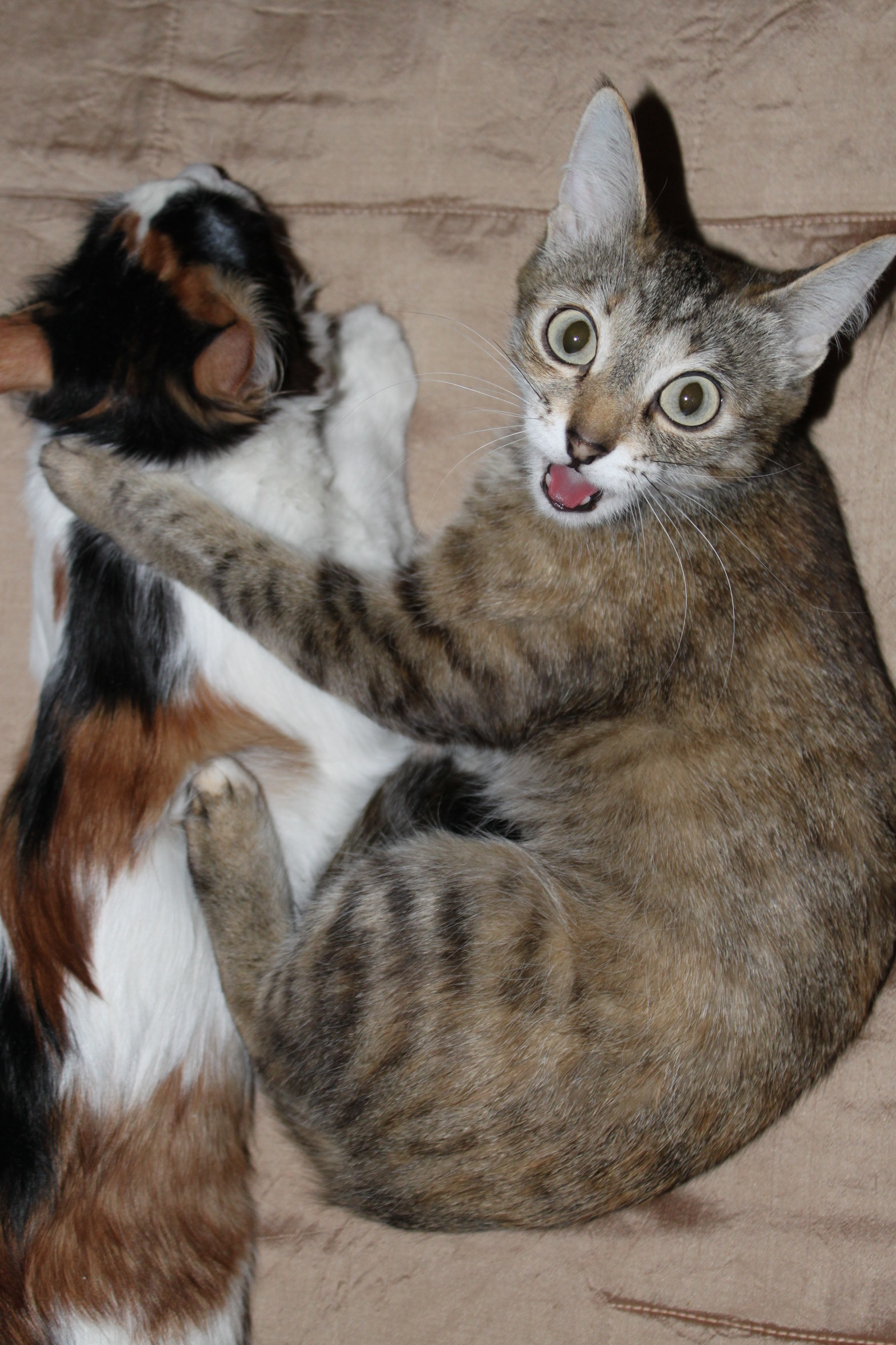 Не отдам! Это моя кошка!