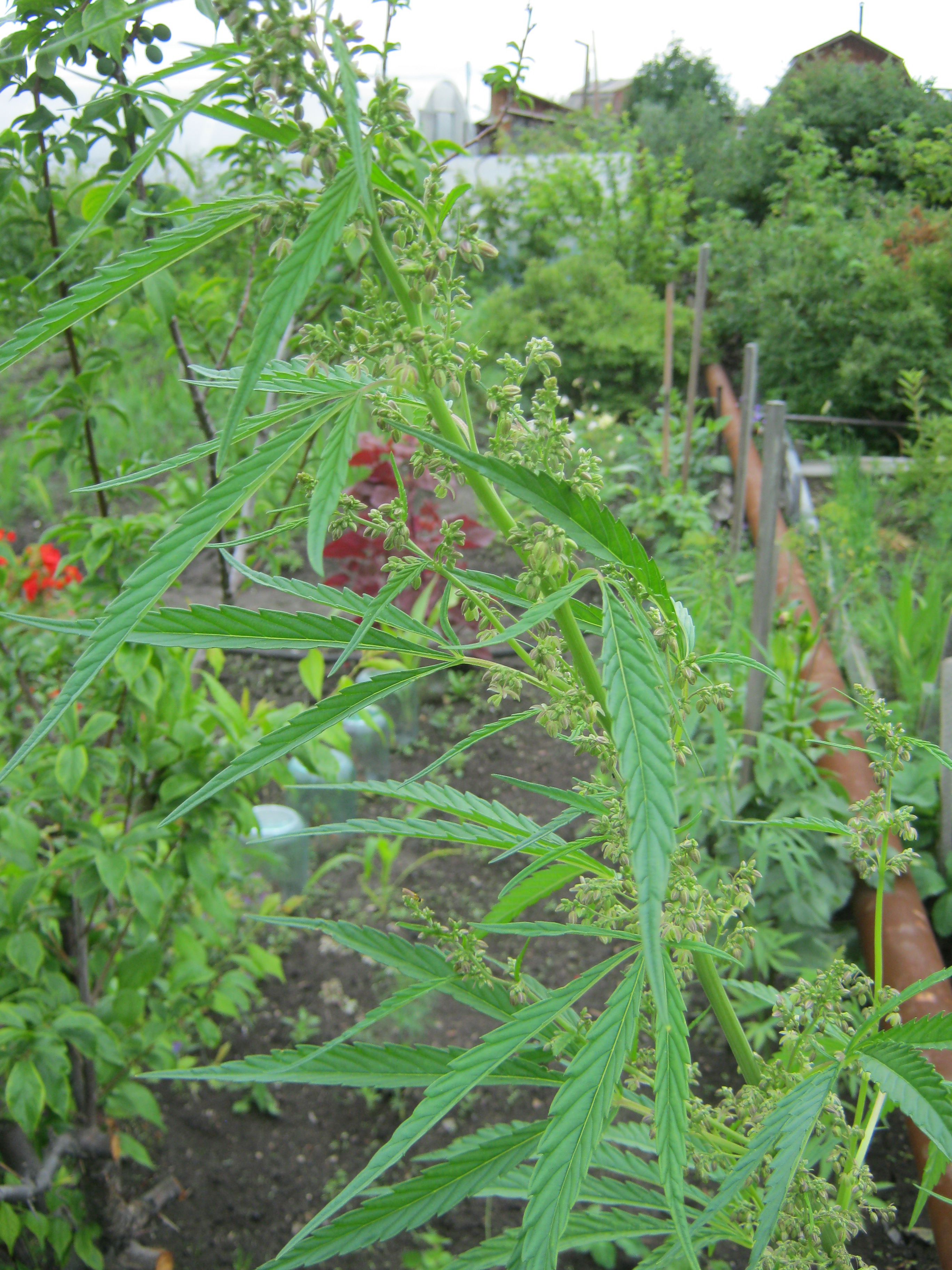 Конопля заколосилась