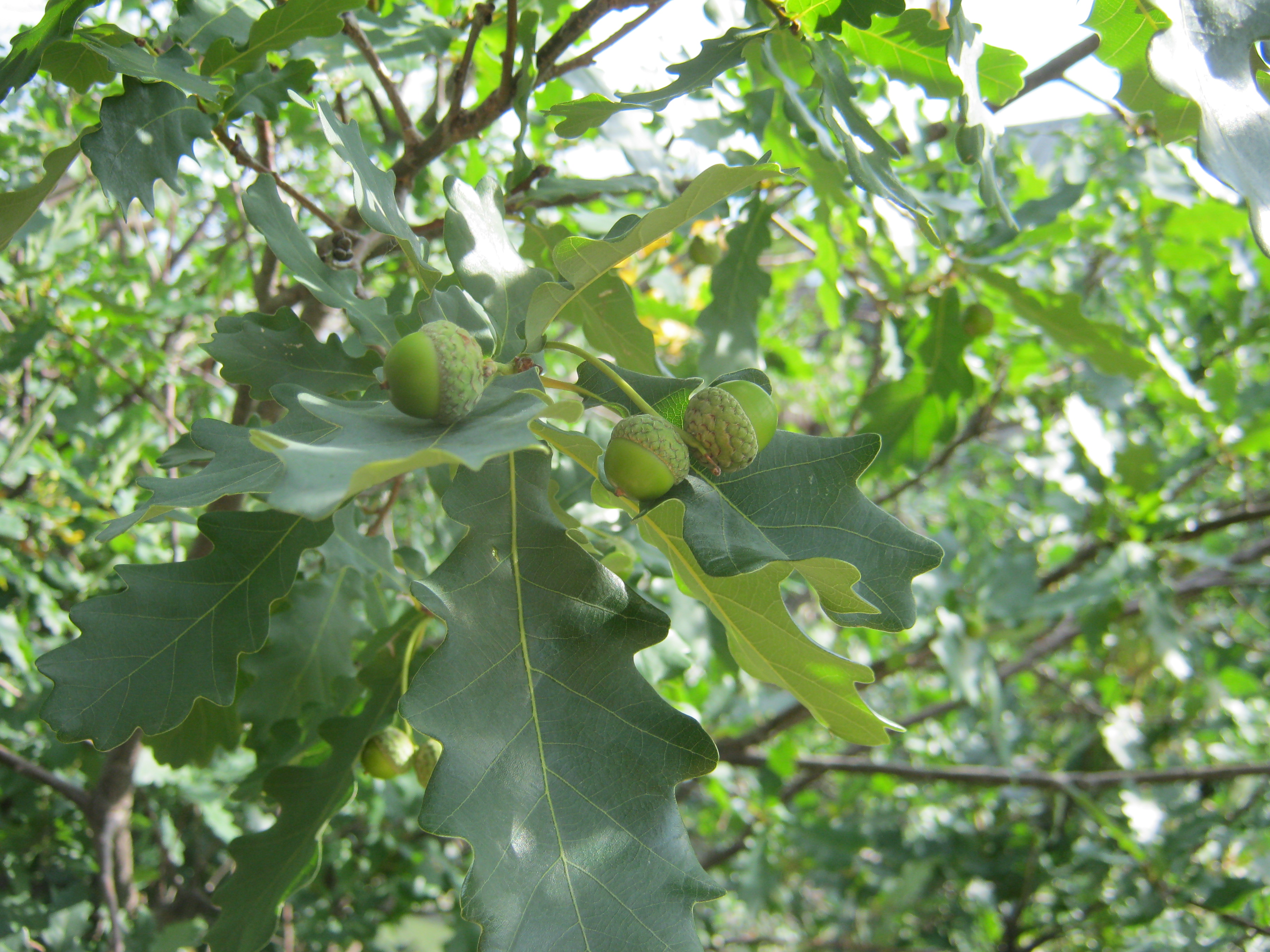 У нас на даче желуди зреют