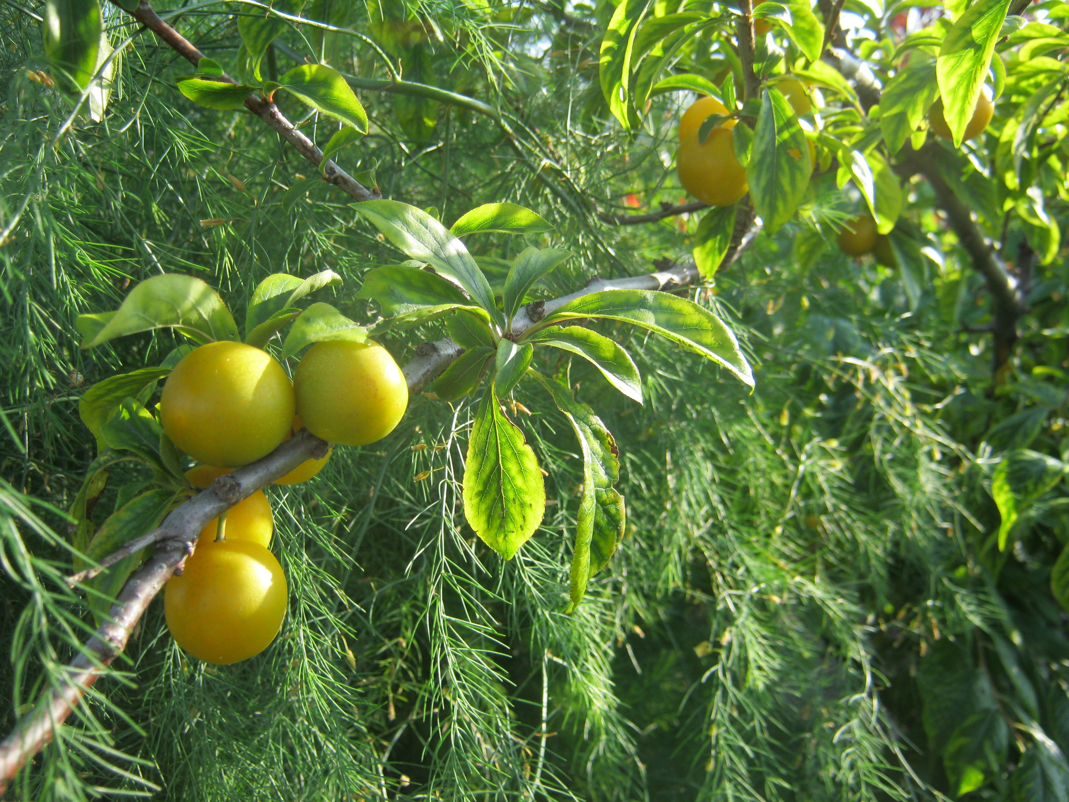 слива жолтая желтеет