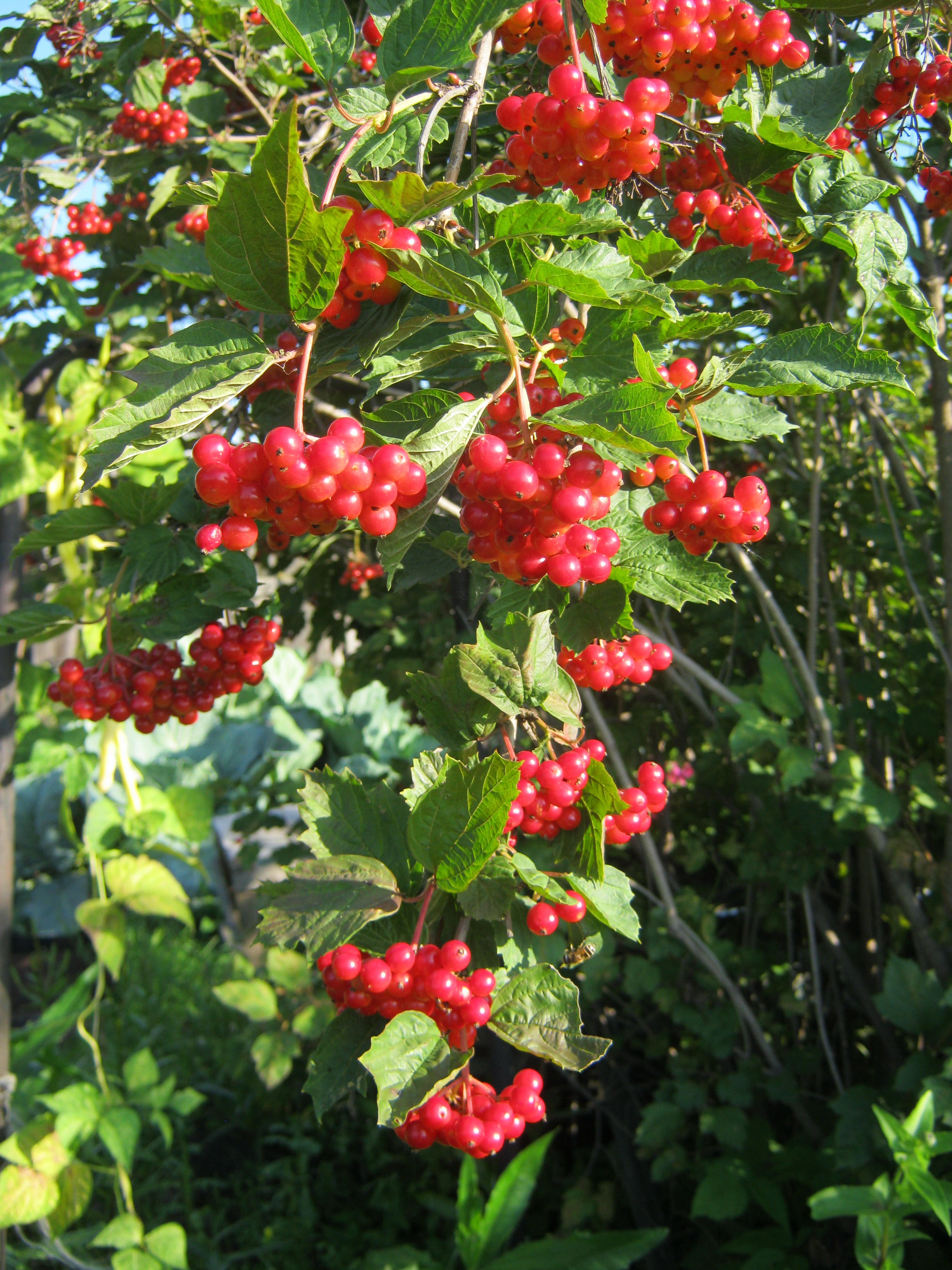 калина красная