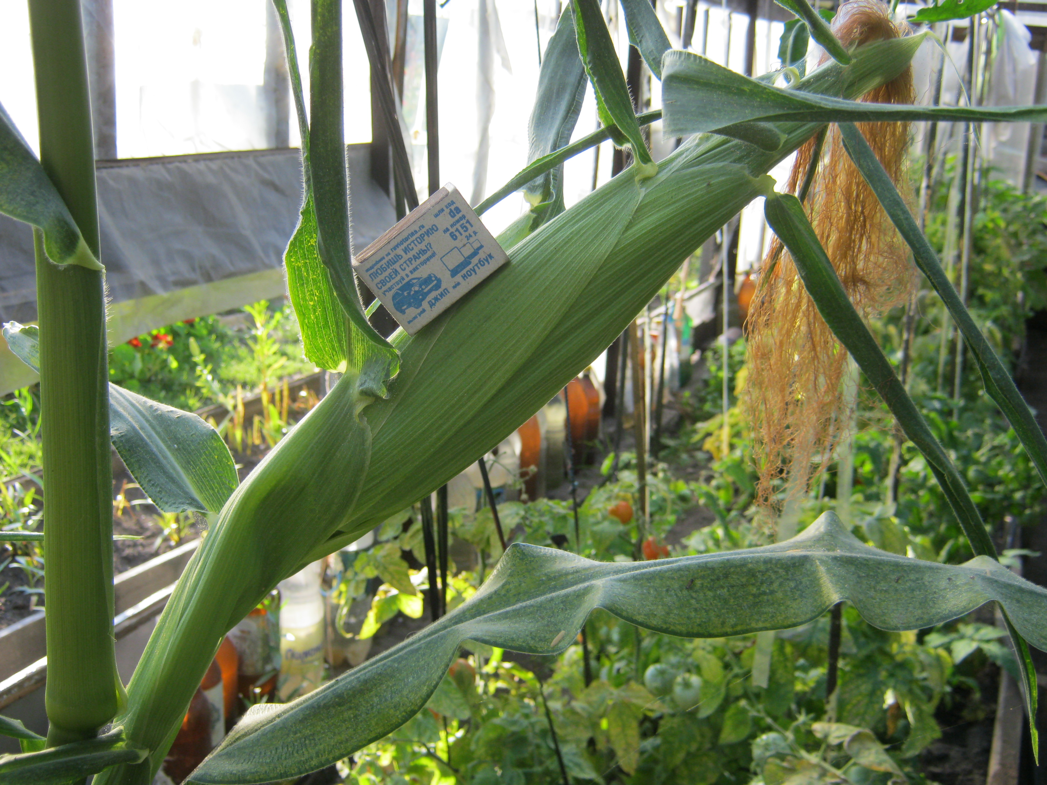 заботливо взрощенная кукуруза