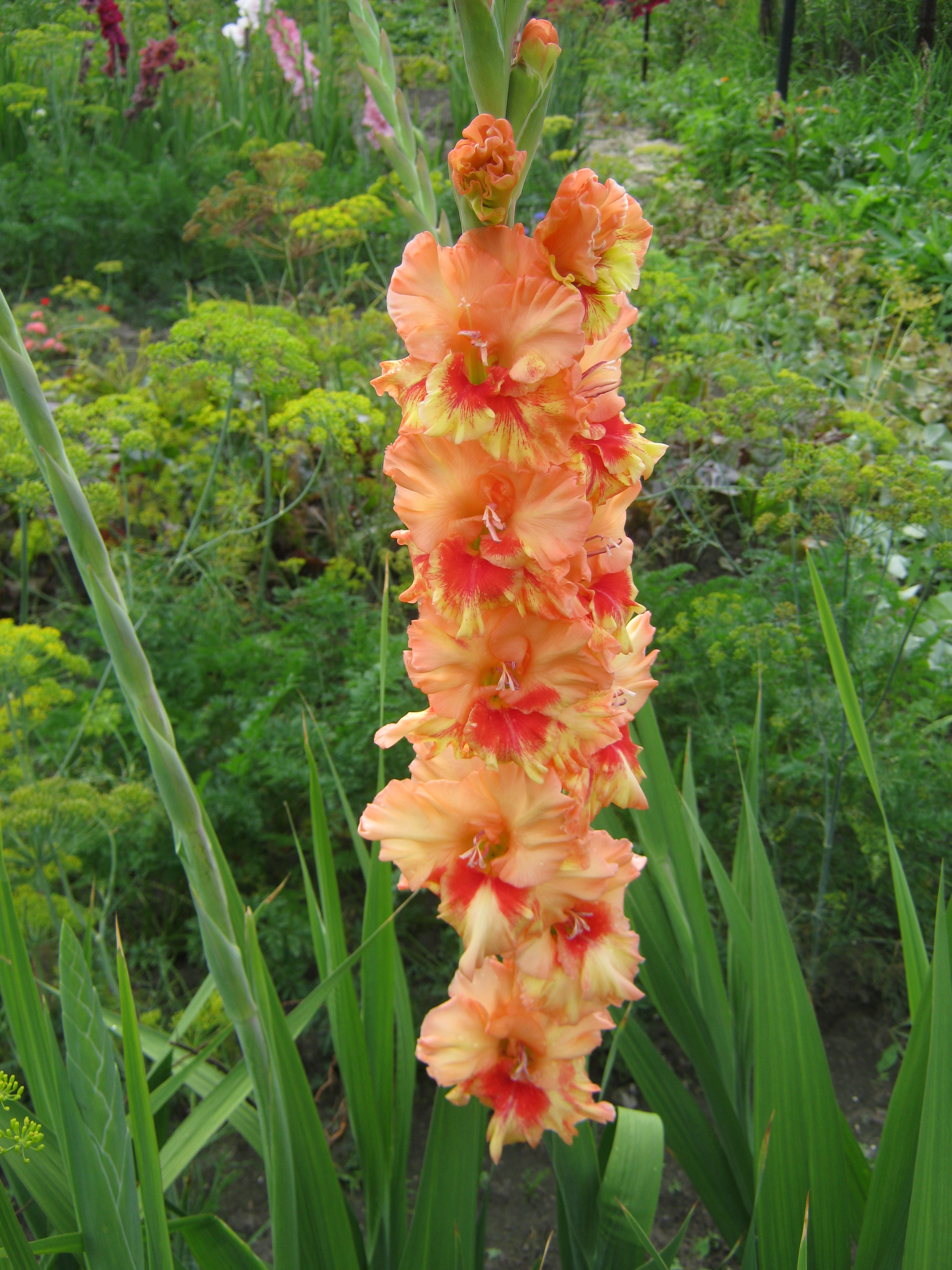 о кокой красавец...