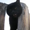 Дачный котэ пришёл в гости