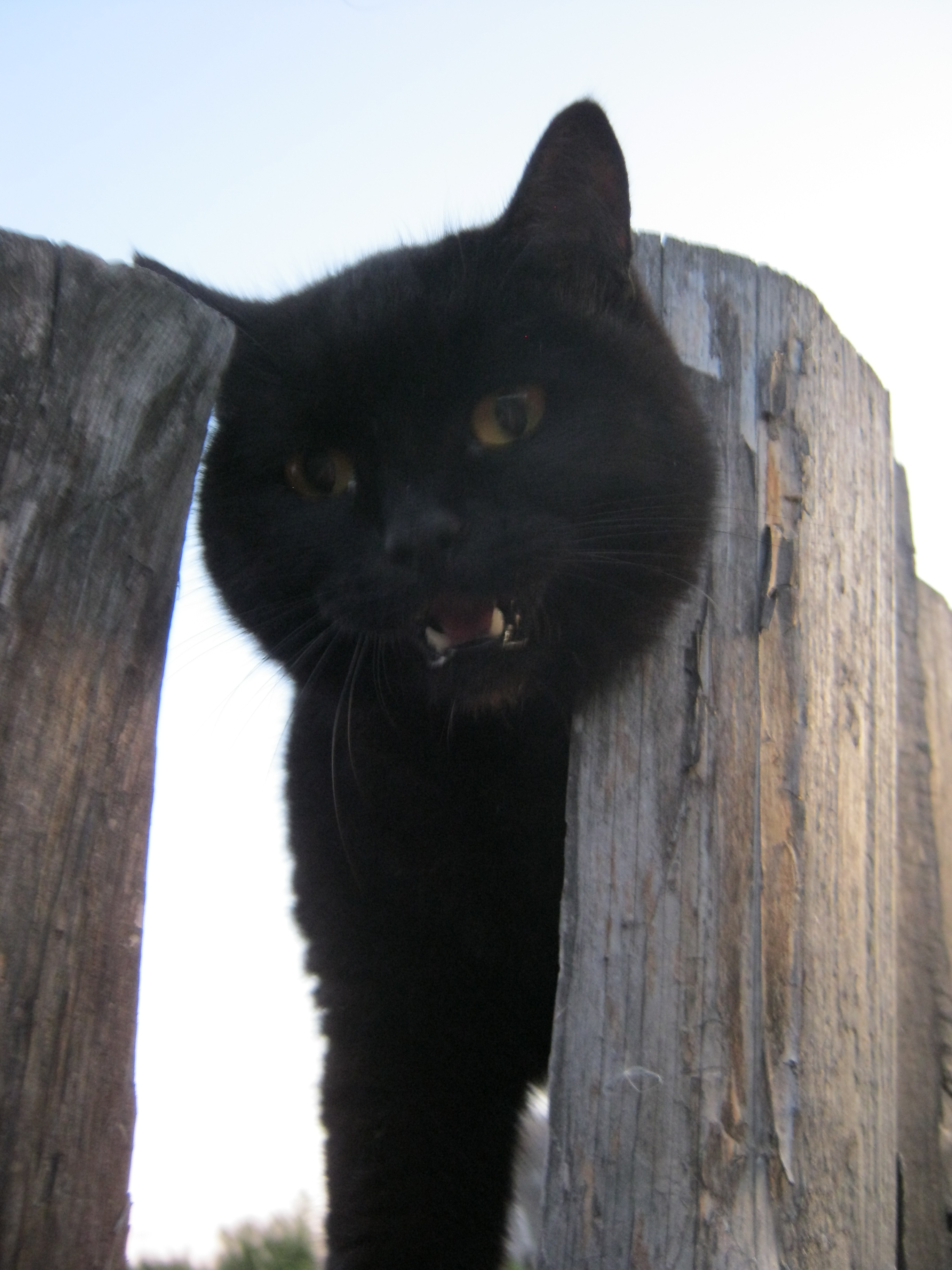 Дачный котэ пришёл в гости