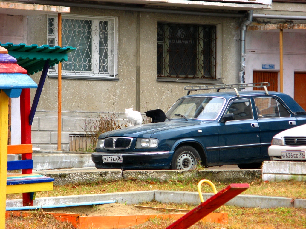 КОТЯРЫ НА ПРОГРЕВЕ