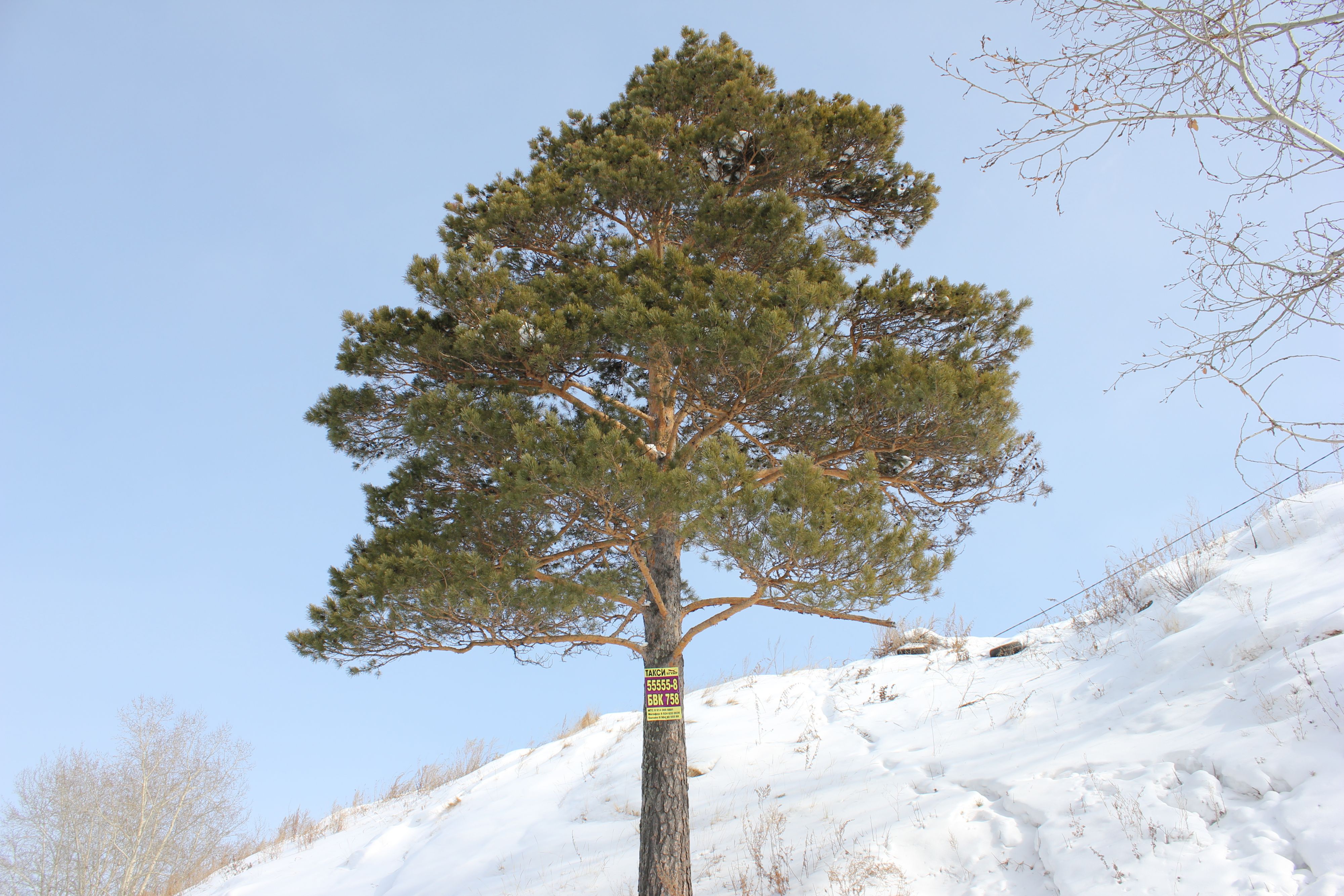 сервис для тех кто не сможет сам выбраться домой)))