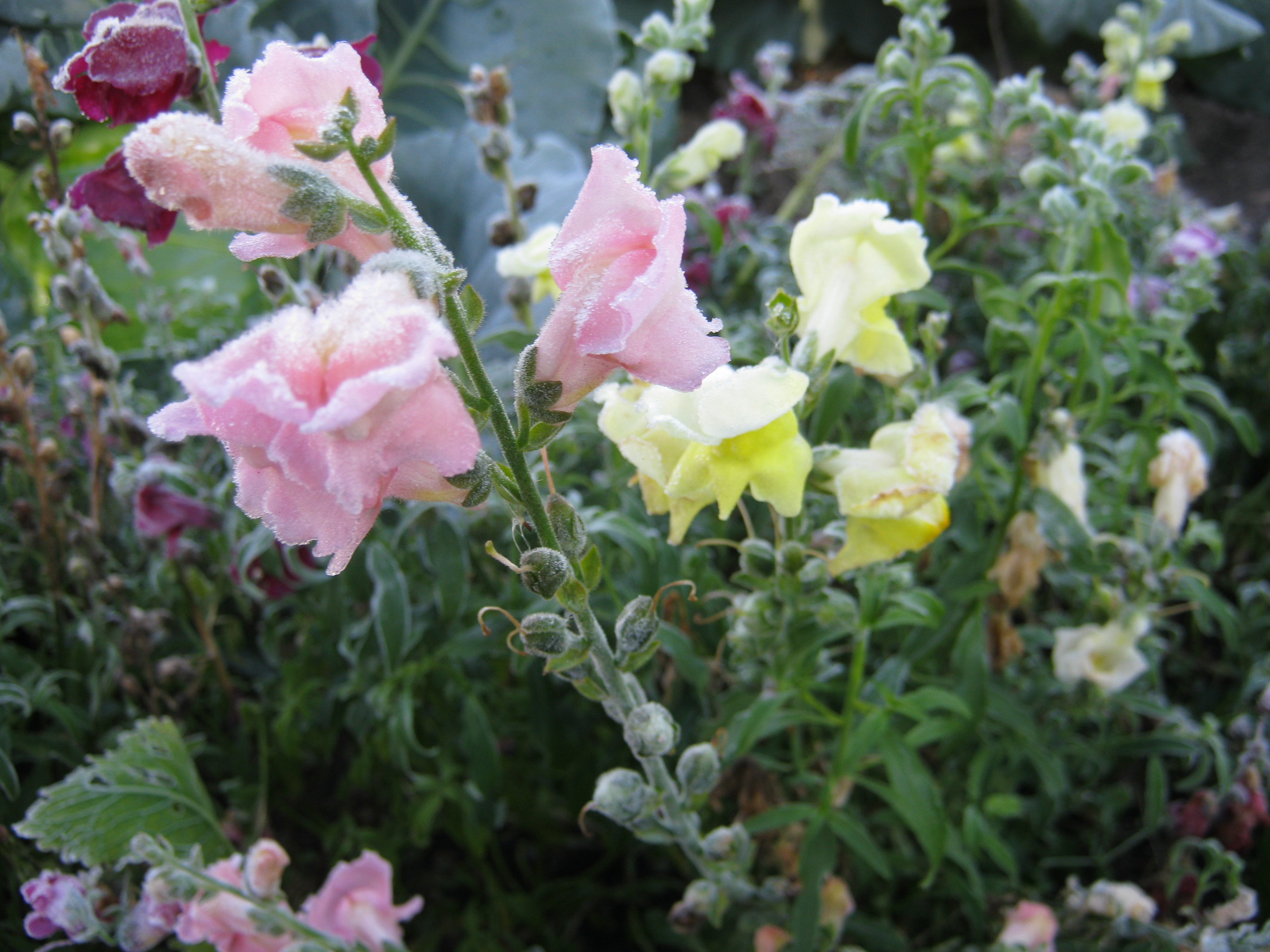 Заморозок прошёл (3)