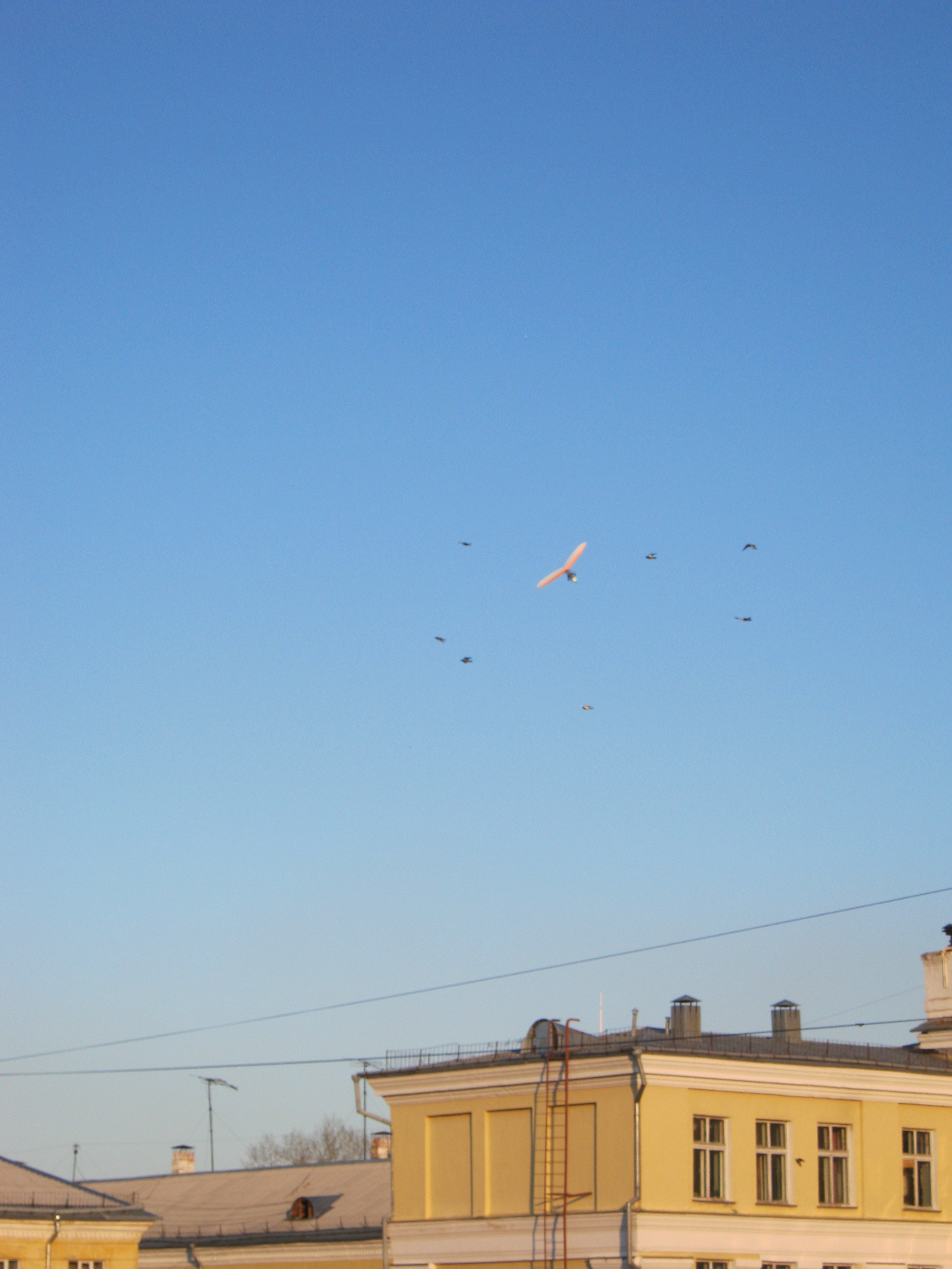 вороны атаковали мотодельтоплан