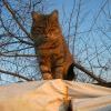 Котэ предзакатный