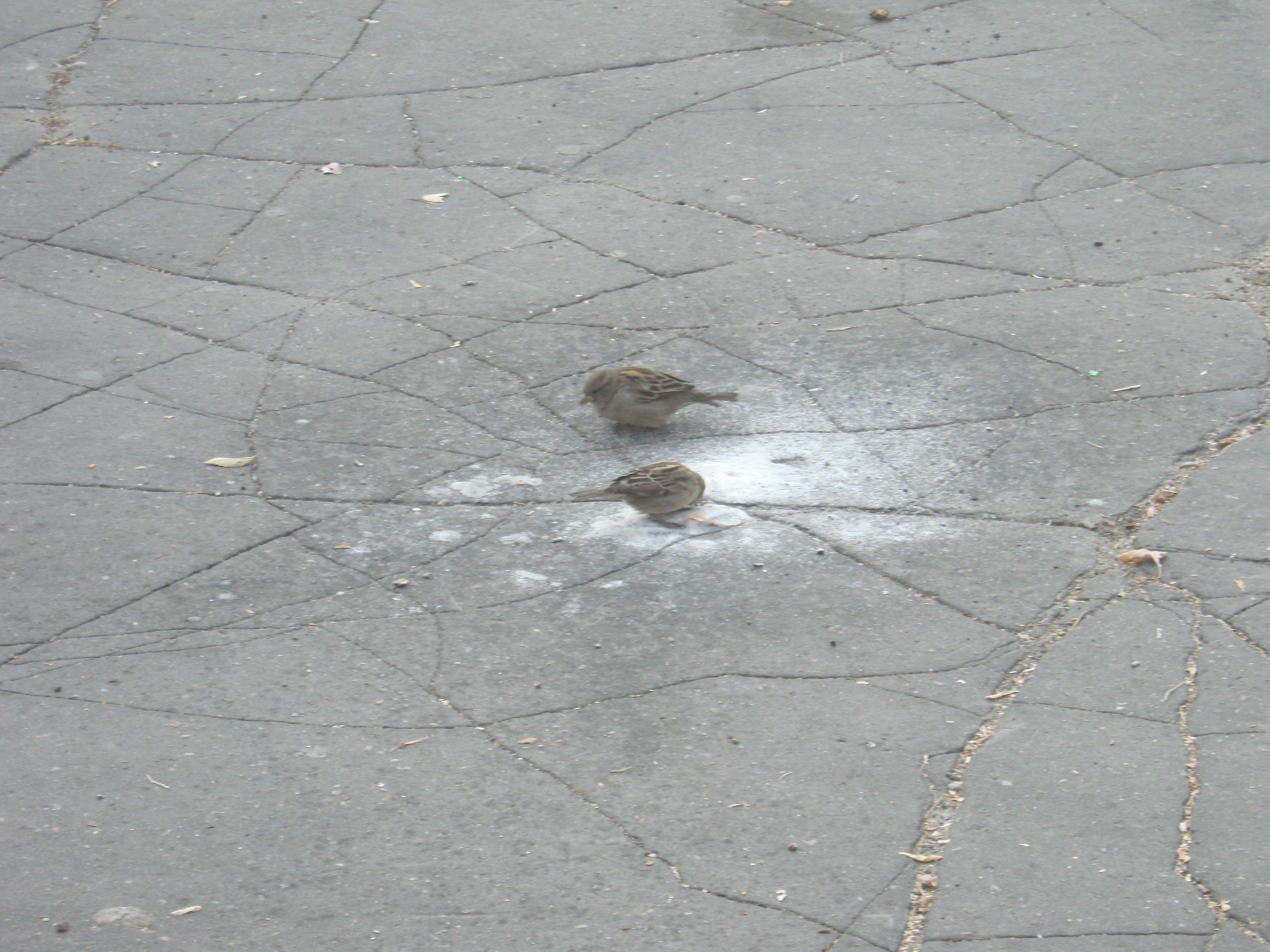 горобцi долбят кокс 