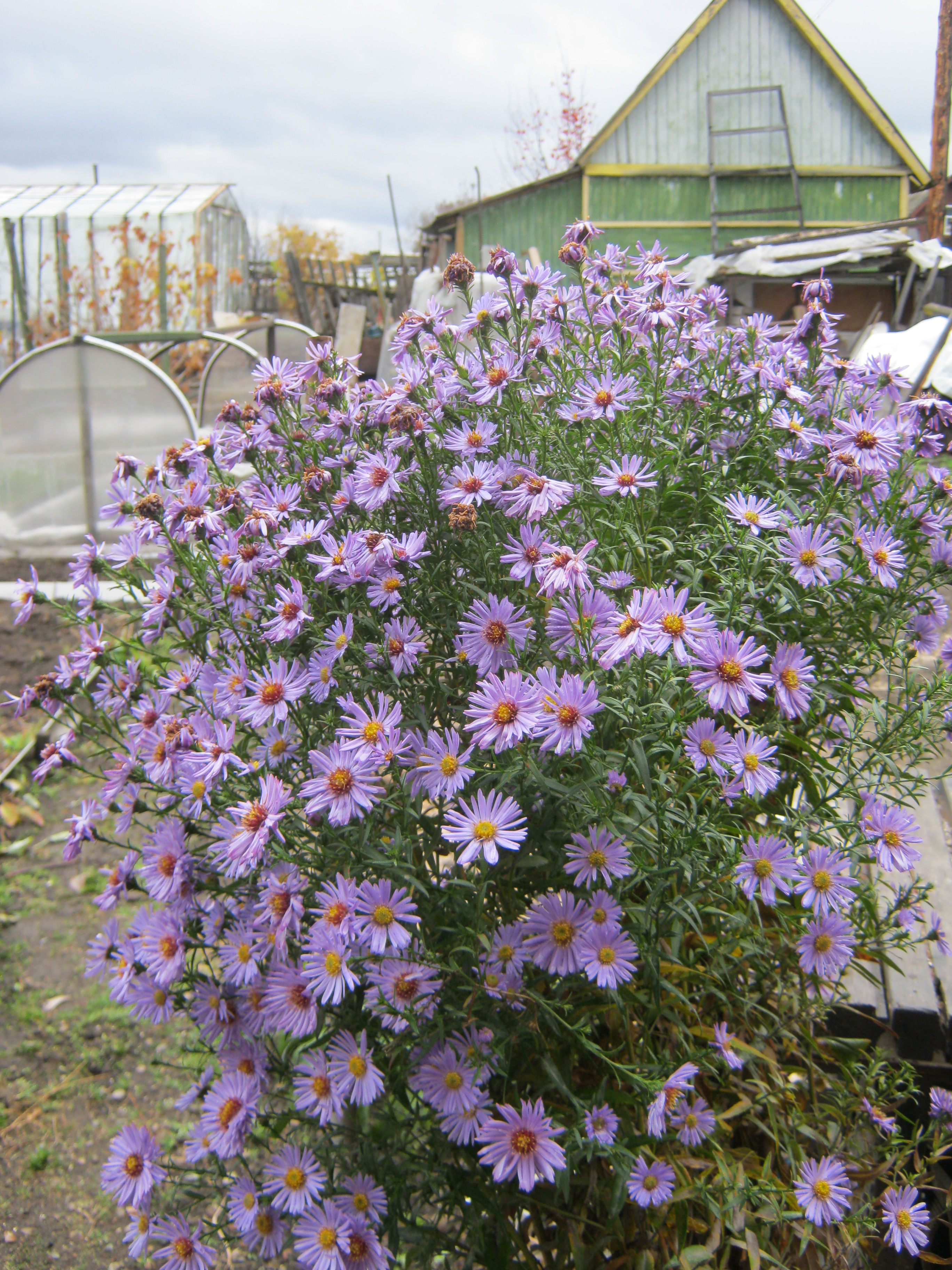 осенний букет