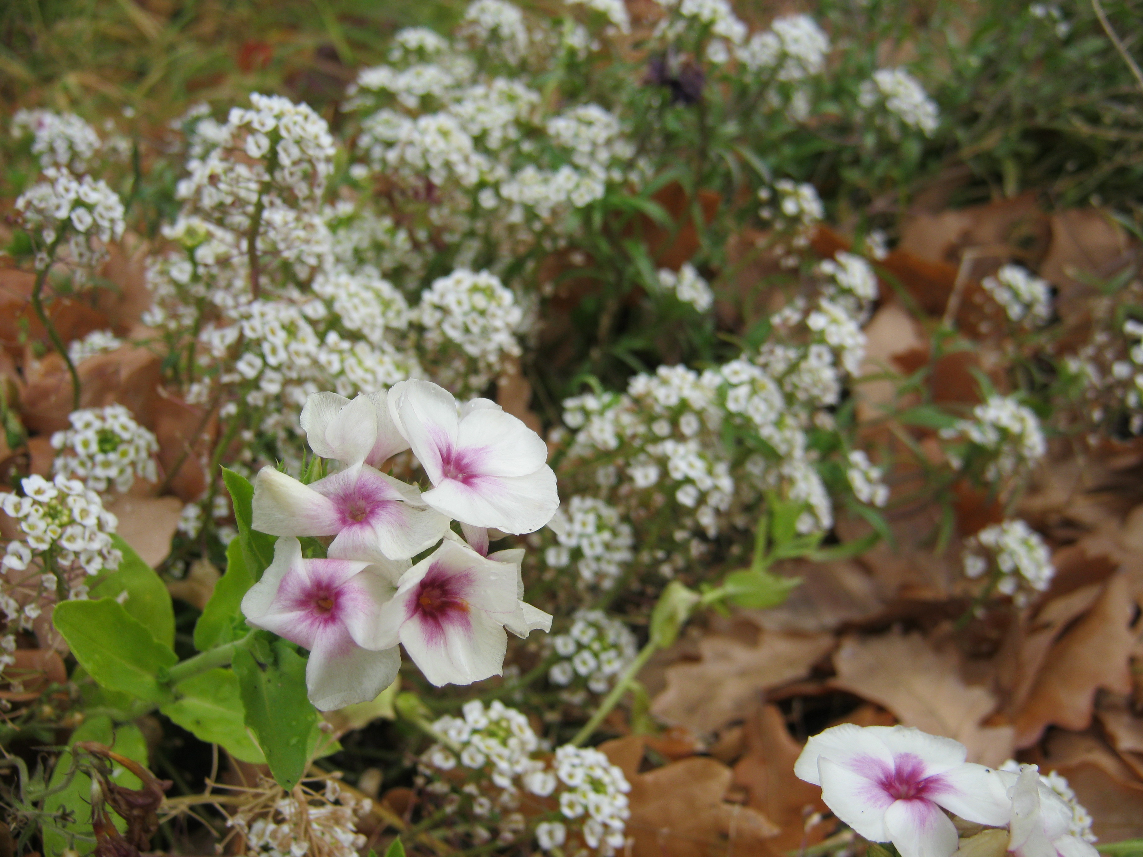 последние цветы осени