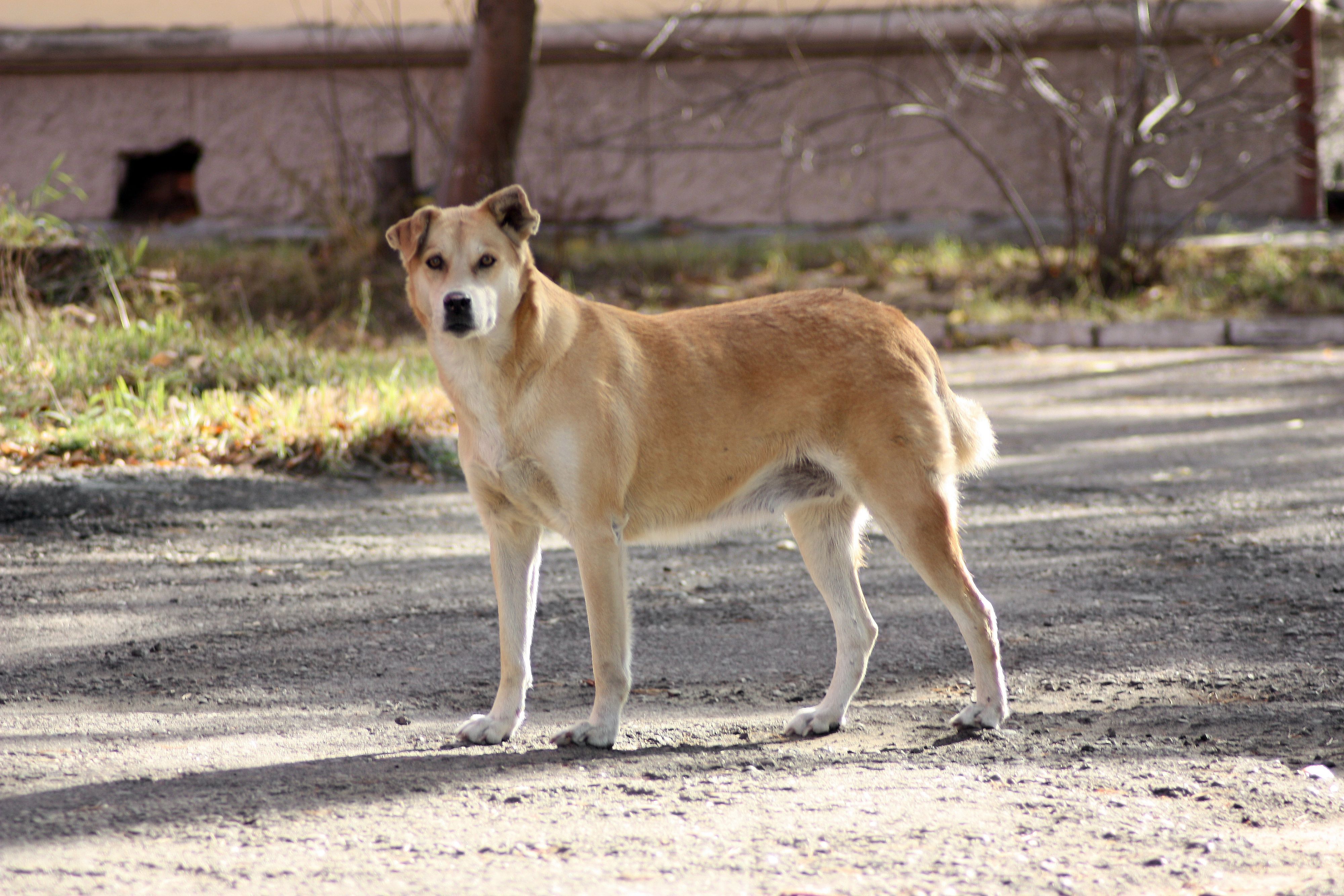 Сибирская лайка 1