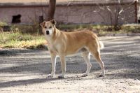 Сибирская лайка 1