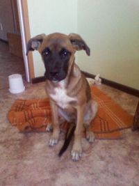 помогите пристроить