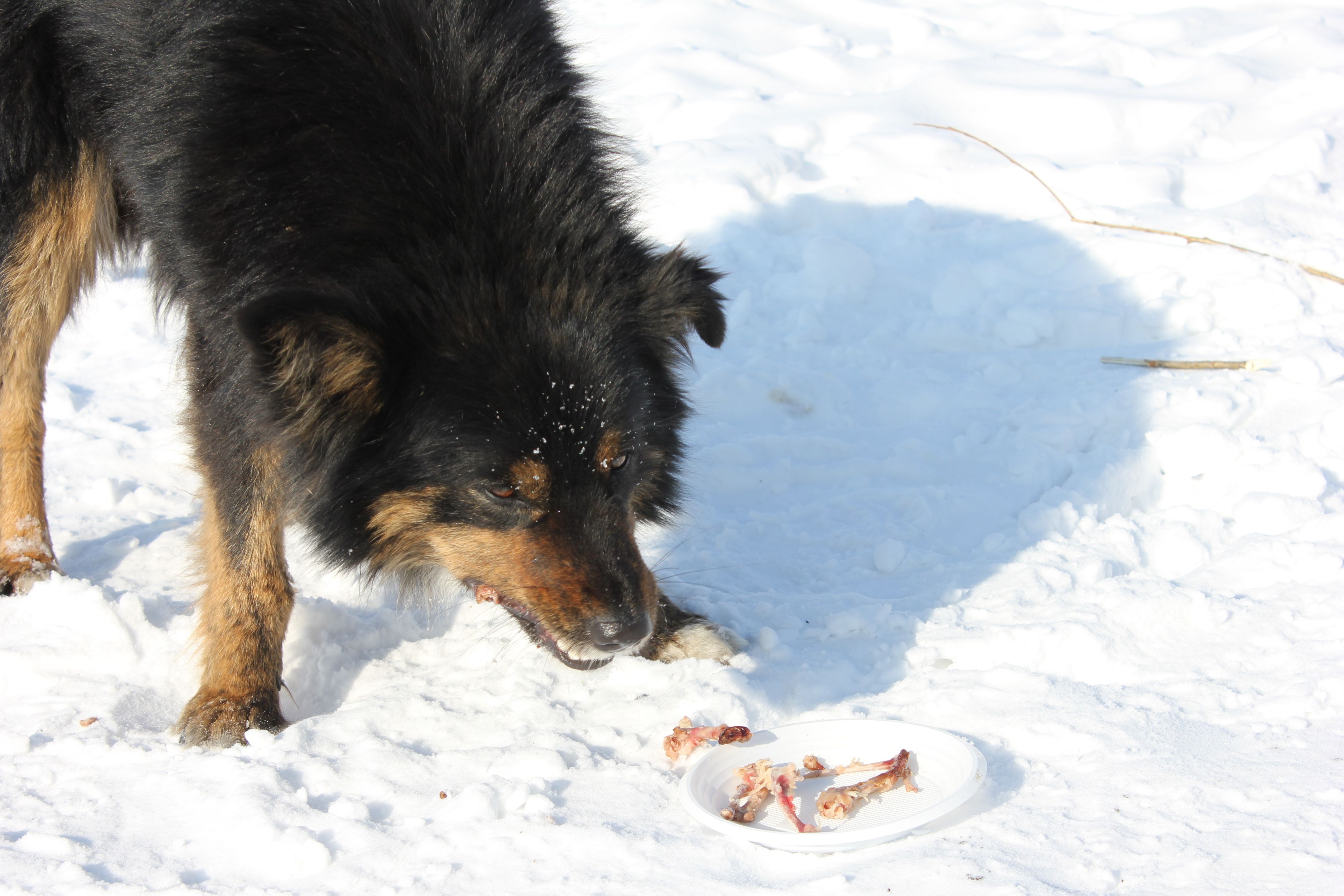 Собачка приходила на пикничёк перекусить.