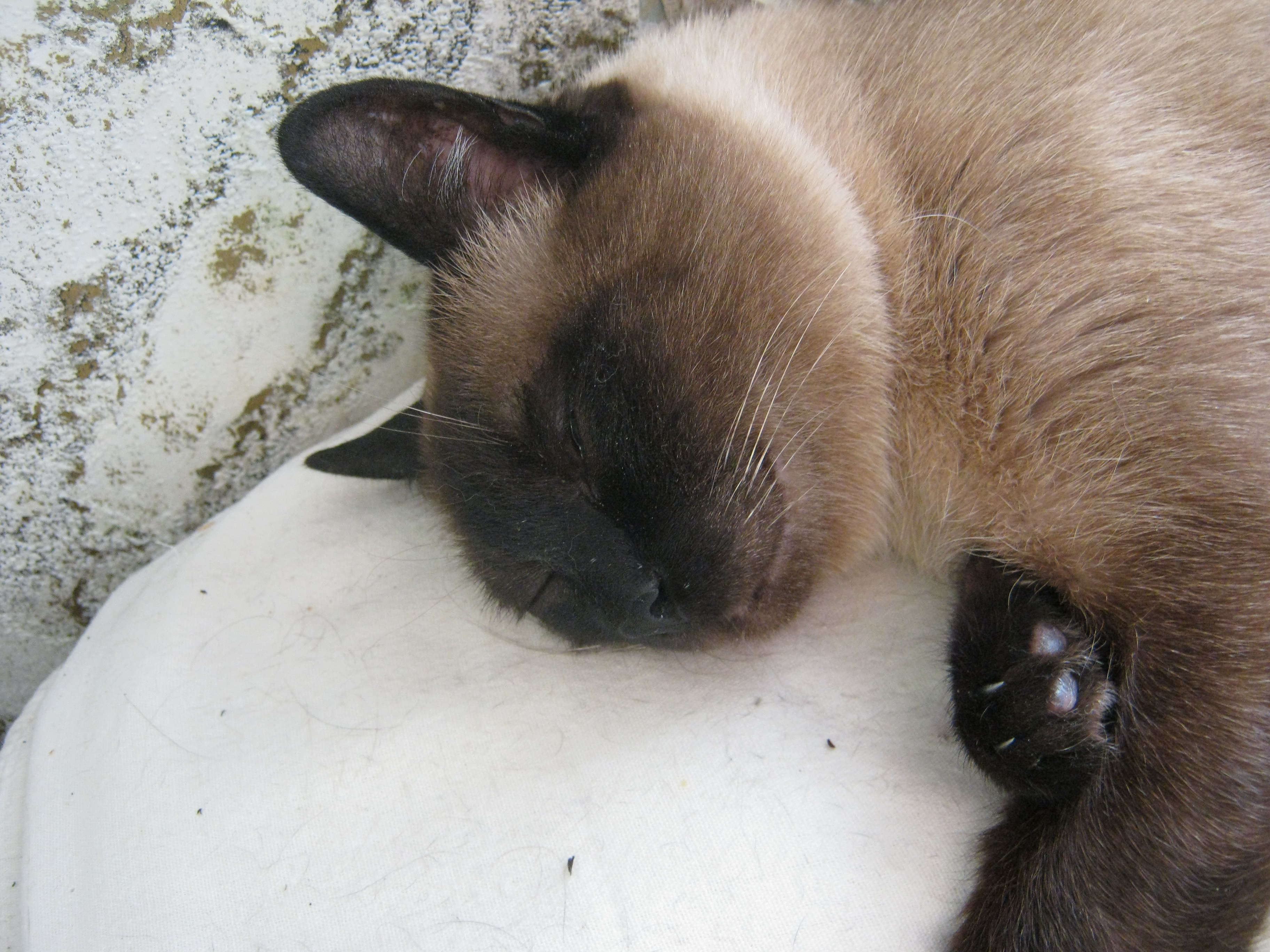 старый мудрый кот вырожает удовлетворение итогами выборов в Государственную Думу 6-го созыва