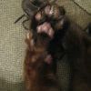 лапочка котэ лапочка котэ