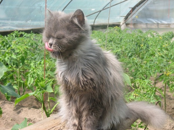 Ах, какие вкусные были огурчики!