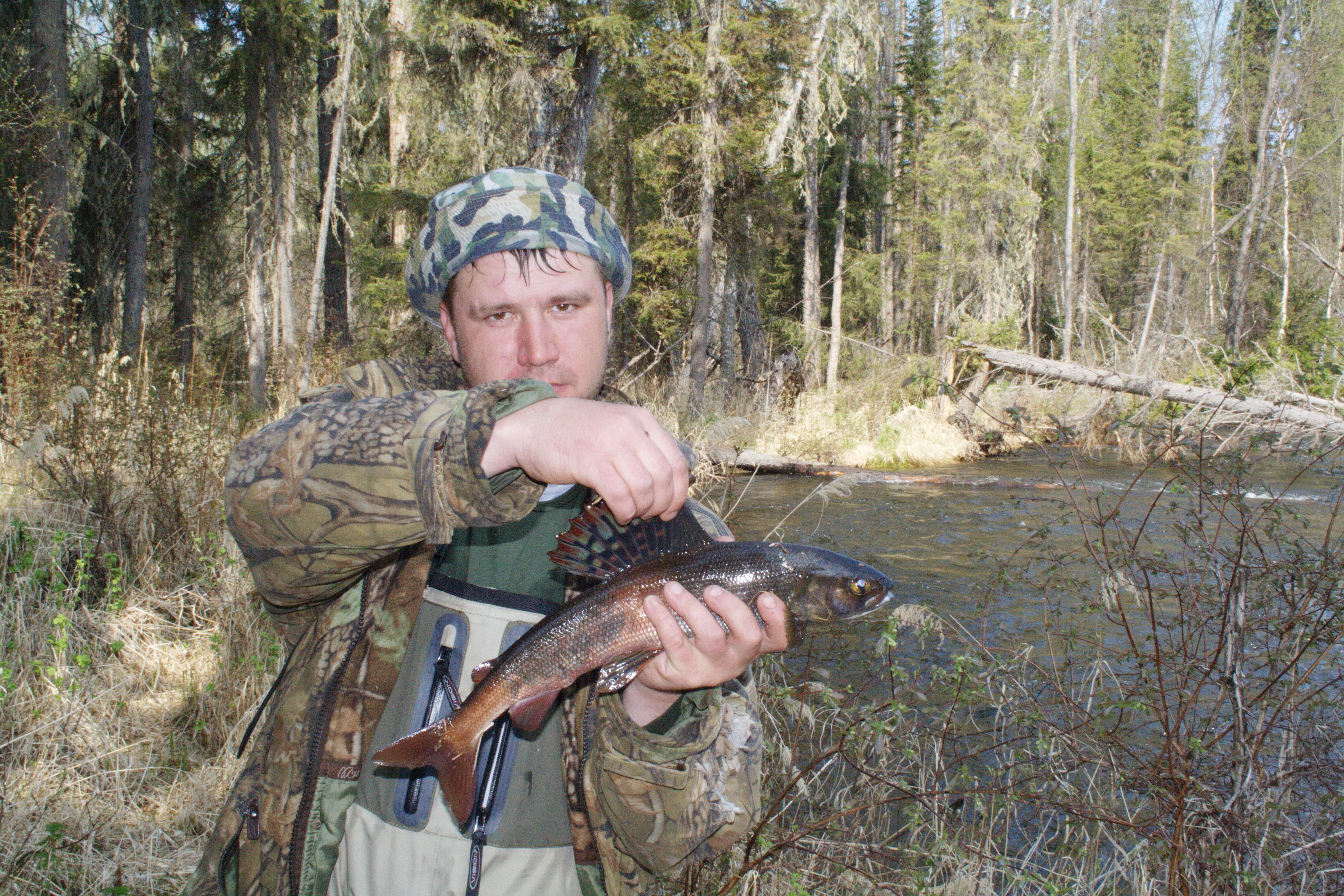 Чёрный Хариус.