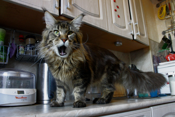 Кто взял мою миску?