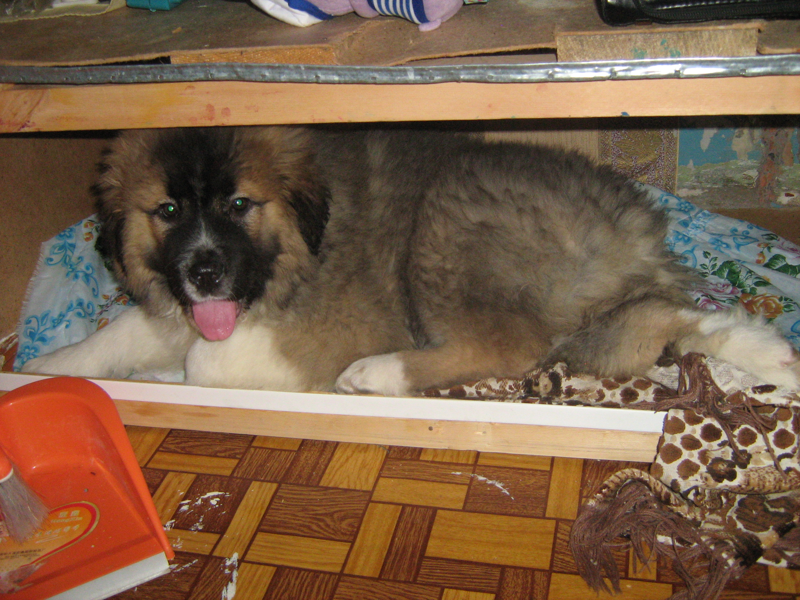 Чукча в чуме